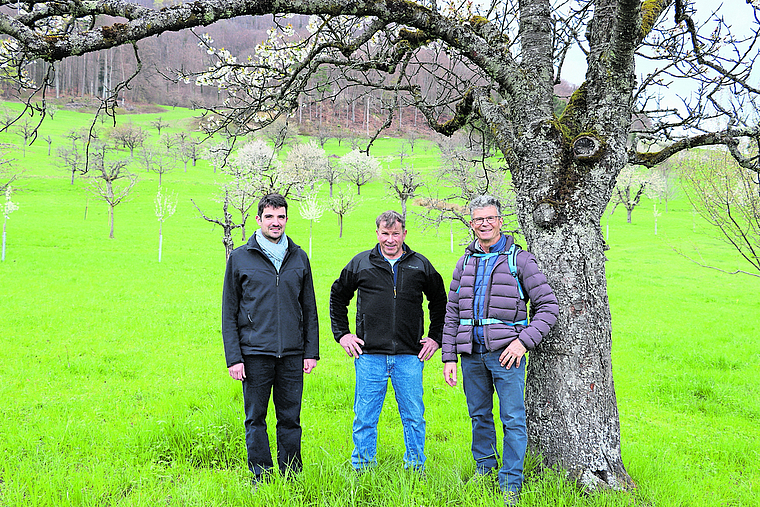 Hochstamm-Landschaft: (vl.) Daniele Grambone, Martin Heller und René Meier in Nuglar-St. Pantaleon. Foto: Carlo Lang