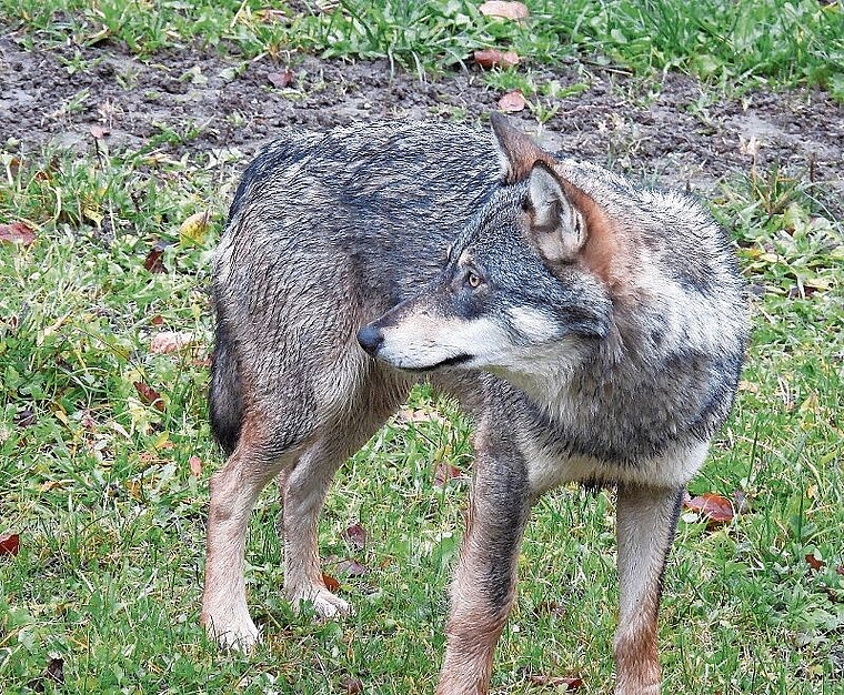 Sichtung: Bei dem Tier handelt es sich wahrscheinlich um einen Jungwolf auf Reviersuche. Foto: zvg / kanton Baselland
