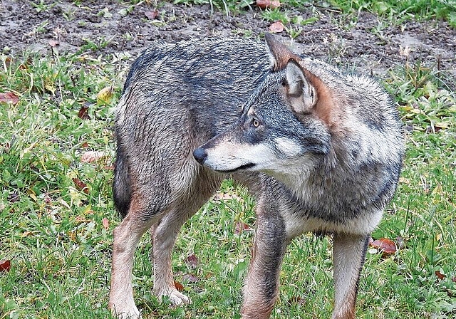 Sichtung: Bei dem Tier handelt es sich wahrscheinlich um einen Jungwolf auf Reviersuche. Foto: zvg / kanton Baselland