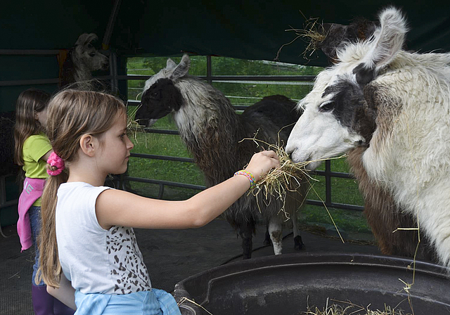Handfütterung: Von einem fleissigen Kind nimmt auch ein Lama gerne einen Schübel Heu.  Foto: Jay Altenbach