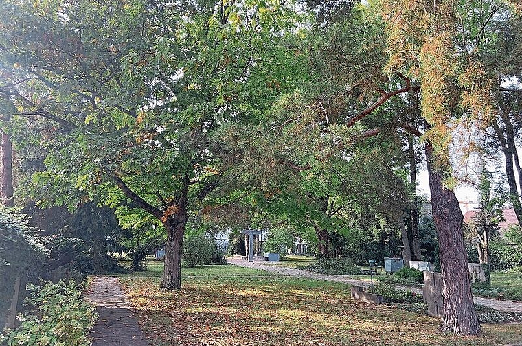 Wald im Ortszentrum: Obwohl dicht bewaldete Stellen wie auf dem alten Dorffriedhof gewünscht sind, müssen auch hier Bäume gefällt werden. Foto: Caspar Reimer