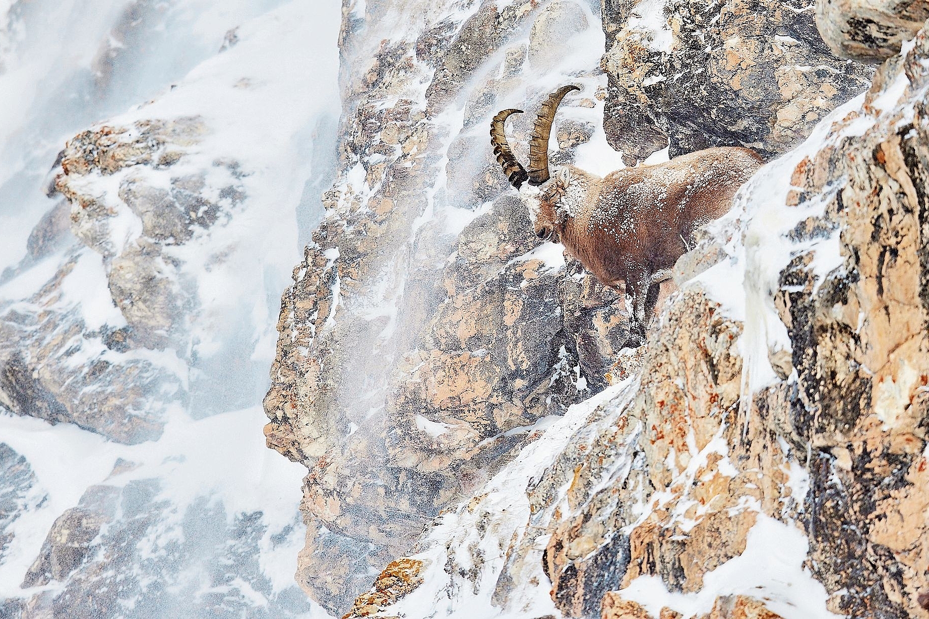 Steinbock im Tiefschnee: Jahrelang war Flurin Leugger für dieses Fotomotiv in den Alpen unterwegs. Foto: zvg Steinbock im Tiefschnee: Jahrelang war Flurin Leugger für dieses Fotomotiv in den Alpen unterwegs. Foto: zvg