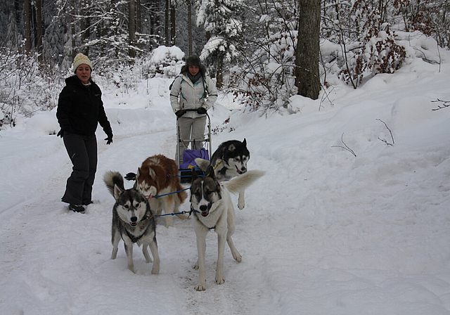 Schlittenfahrt: Natalie Halbeisen mit ihren drei eigenen und einem zusätzlichen Husky unterwegs auf dem Chall.  Foto: Gaby Walther