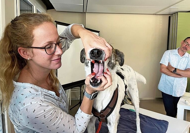 Übung: Kursteilnehmerin Carina Scheller hat die Kontrolle des Mauls ihres vier Jahre alten Hundes Gonzo bereits im Griff. 
         
         
            Foto: Bea Asper
