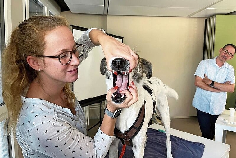 Übung: Kursteilnehmerin Carina Scheller hat die Kontrolle des Mauls ihres vier Jahre alten Hundes Gonzo bereits im Griff. 
         
         
            Foto: Bea Asper