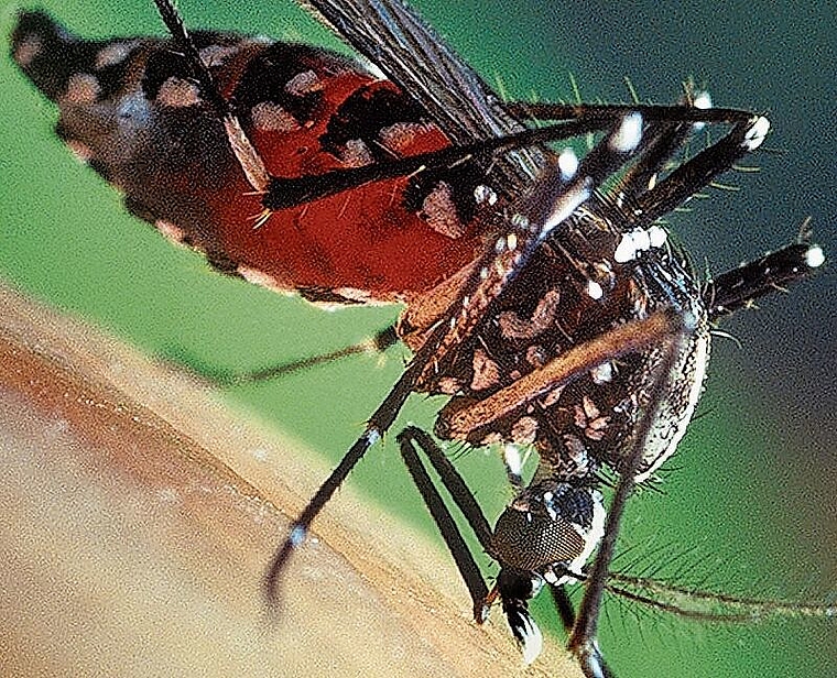Blutgefüllter Bauch: Eine weibliche Tigermücke schlägt zu. Foto: ZVG