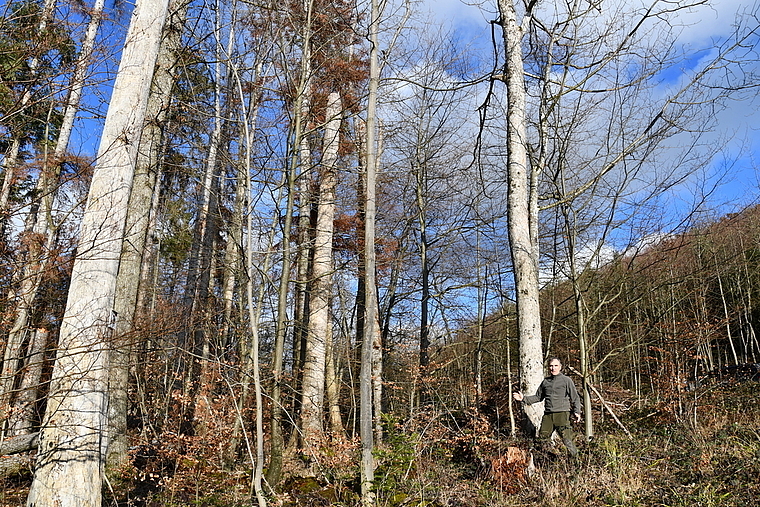 Rund 720 Bäume müssen gefällt werden: Revierförster Roger Zimmermann ist überzeugt, dass sich das Erscheinungsbild des Waldes massiv verändern wird.  Foto: Bea Asper