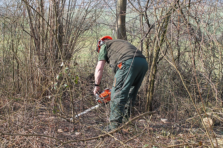 Effektiv: Die Hecke hinter dem Schulhaus wurde mit Kettensägen zurückgeschnitten. Foto: Dimitri Hofer