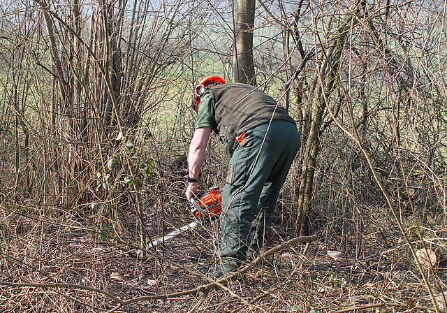 Effektiv: Die Hecke hinter dem Schulhaus wurde mit Kettensägen zurückgeschnitten.   Foto: Dimitri Hofer