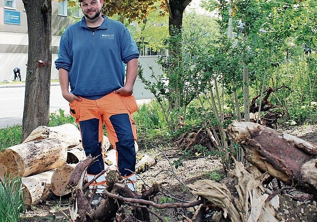 Ahorn erhält zweites Leben: Stephan König, Leiter der Gemeindegärtnerei in Reinach,
zeigt die Wurzelstöcke, die bald von Insekten bevölkert werden sollen. Foto: ZVG