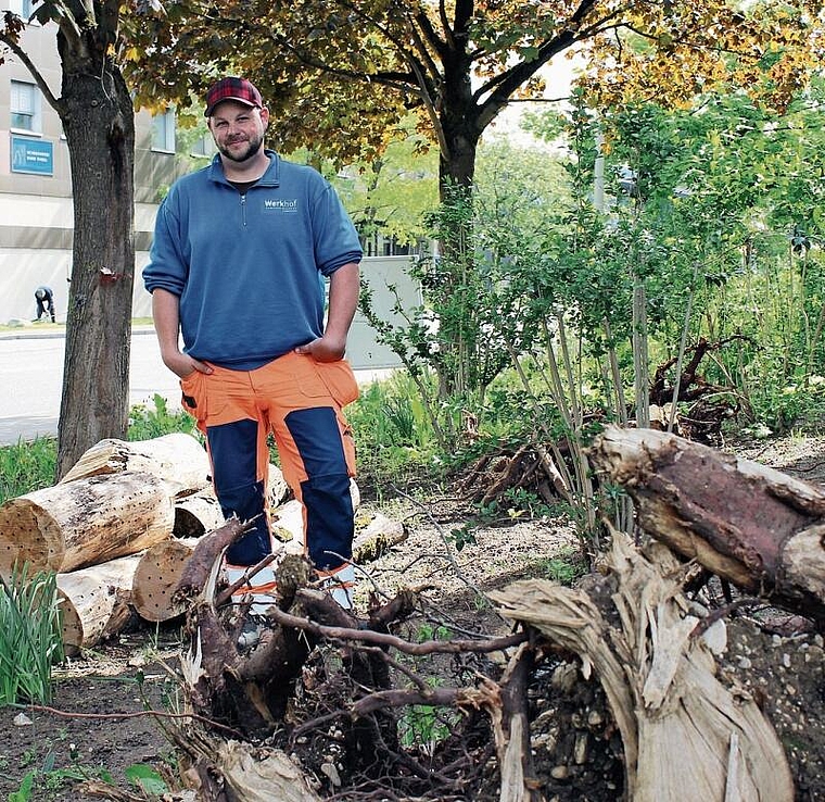 Ahorn erhält zweites Leben: Stephan König, Leiter der Gemeindegärtnerei in Reinach,
zeigt die Wurzelstöcke, die bald von Insekten bevölkert werden sollen. Foto: ZVG