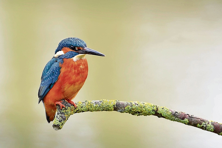 Brütet auch entlang der Birs: Im Kanton Baselland soll der Eisvogel gezielt gefördert werden. Foto: zvg
