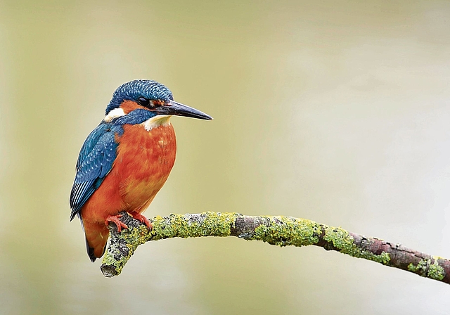 Brütet auch entlang der Birs: Im Kanton Baselland soll der Eisvogel gezielt gefördert werden. Foto: zvg