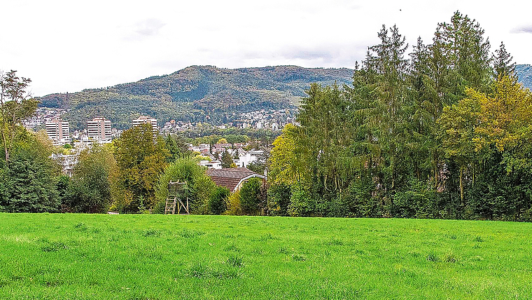Dürfte früher oder später überbaut werden: Die Waldwiese am Rande des Bruderholzes. Foto: Nicole Nars-Zimmer / bz