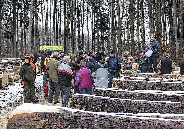 Gute Tradition: 20 Jahre nach der Erfindung des Wertholzverkaufs im Gempen bieten die Waldbewirtschafter von der Nordwestschweiz bis zum Berner Jura ihre besten Stämme internationalen Händlern zum Verkauf an. Foto: Bea Asper