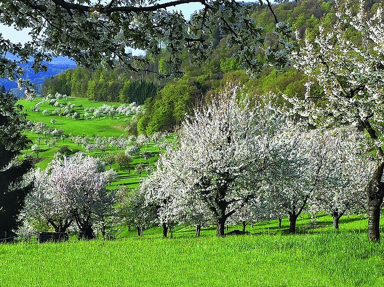 So schön: Eine naturnahe Landschaft erfreut nicht nur Sing-, sondern auch Wandervögel. Foto: zvg