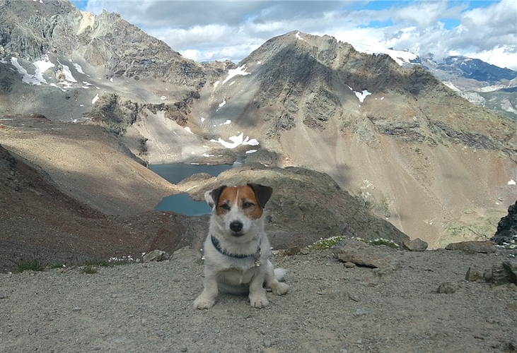 Wegbegleiter: Der Hund Jessy begleitet Christian Jeker auf seiner Wanderung.