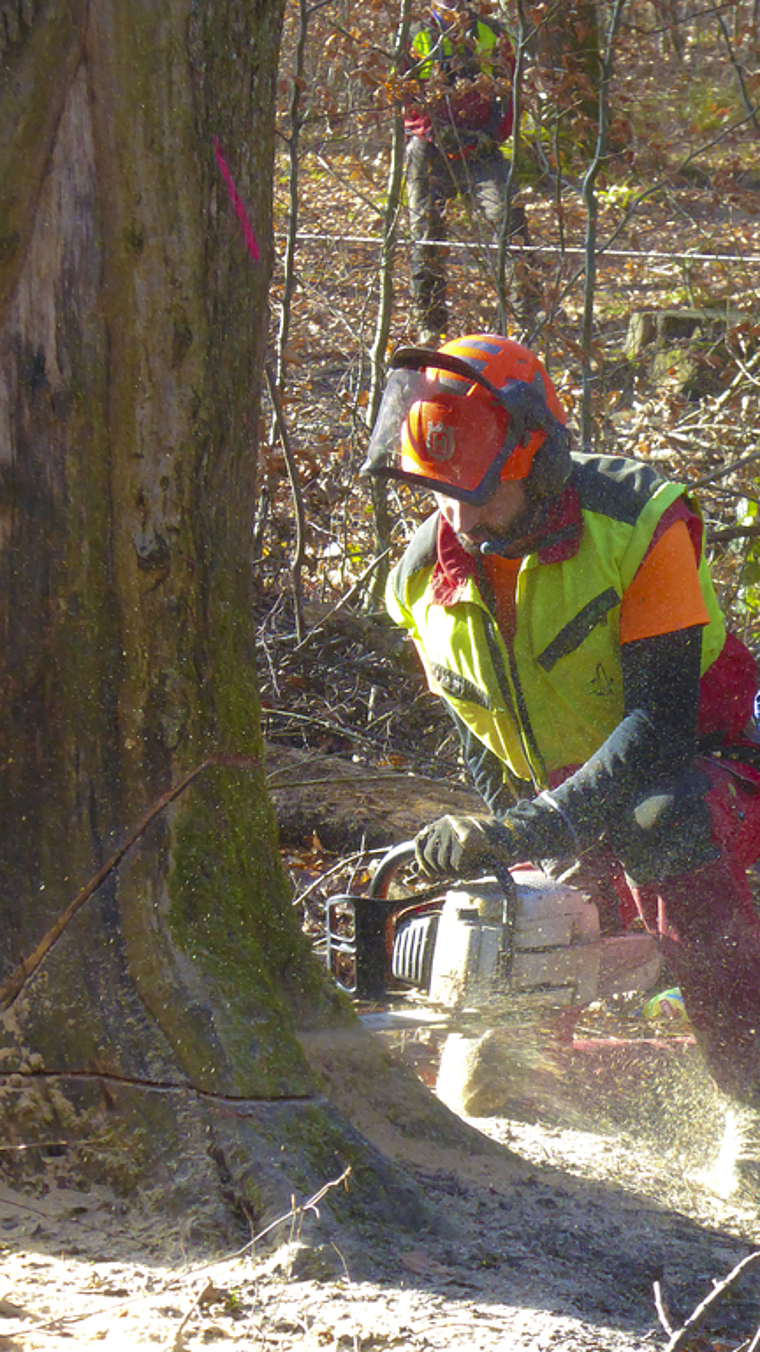 Fällaktion: Die Forstmitarbeiter gehen behutsam vor, wenn sie einen Baum fällen. Trotzdem dauert es nur gerade wenige Minuten, bis diese Buche fällt. Fotos: Thomas Immoos