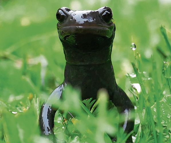 Porträt eines Alpensalamanders: Diese eindrückliche Aufnahme gelang Thomas Epple im Berner Oberland. Foto: Thomas Epple 