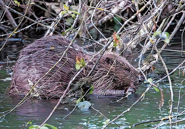 Fast ein Jahr her: Toni Dürrenberger fing Justine am 1. Mai 2025 ein letztes Mal mit seiner Kamera ein. Foto: Toni DÜrrenberger