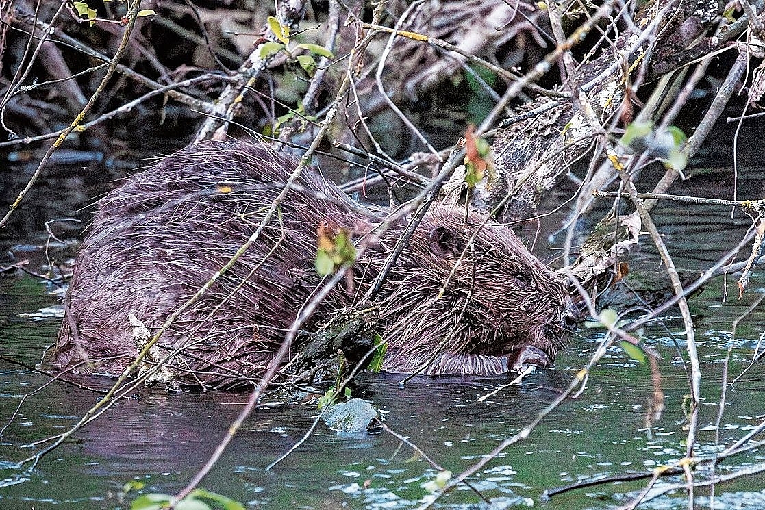 Fast ein Jahr her: Toni Dürrenberger fing Justine am 1. Mai 2025 ein letztes Mal mit seiner Kamera ein. Foto: Toni DÜrrenberger