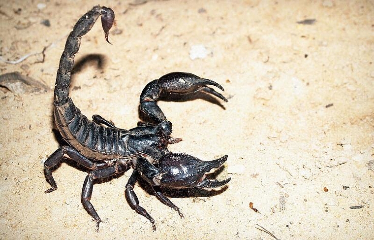 Unzulässig: Ein Skorpion darf nicht in einem offenen Terrarium gehalten werden. Foto: Pixabay/Symbolbild