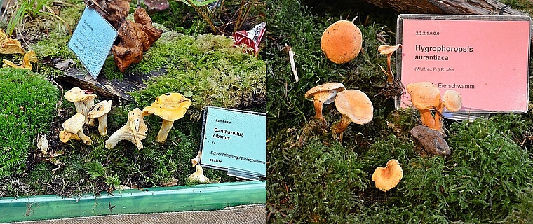 Launen der Natur: Ein Doppelgänger, der falsche Eierschwamm (r.), lief dem echten Eierschwamm oder Pfifferling (l.) dieses Jahr den Rang ab. Fotos: Roland Bürki