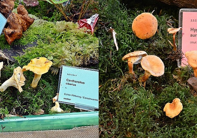  Launen der Natur: Ein Doppelgänger, der falsche Eierschwamm (r.), lief dem echten Eierschwamm oder Pfifferling (l.) dieses Jahr den Rang ab.   Fotos: Roland Bürki