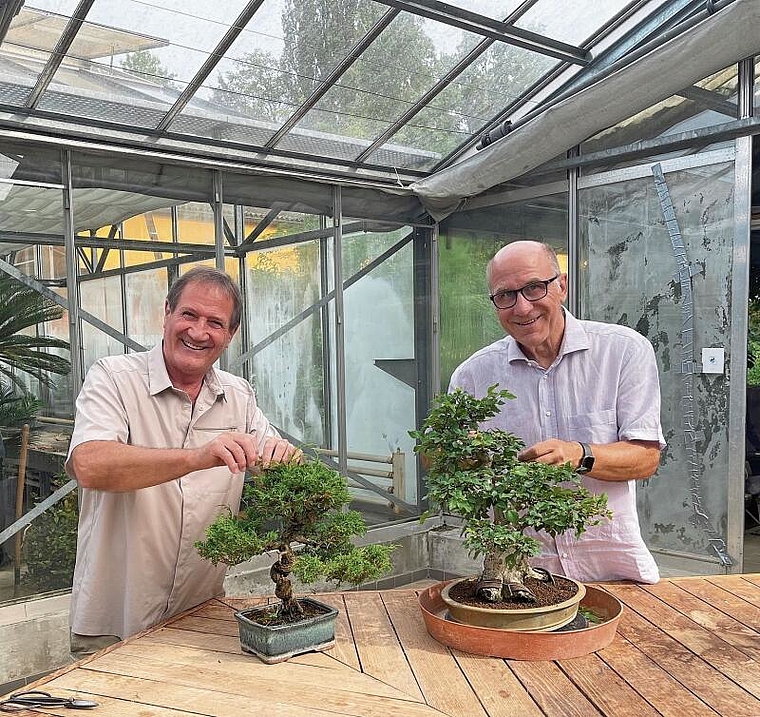 Pflegen ihre Minibäume mit viel Liebe: Roland Müller (l.), verantwortlicher PR, an einem Wacholder und Präsident Michel Mauron an einer Koreanischen Hainbuche. Foto: Axel Mannigel