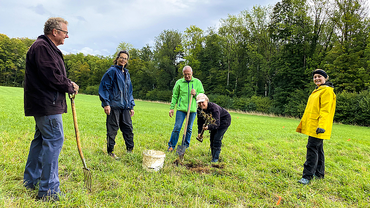 Gemeinschaftsprojekt: 350 Setzlinge von Wildstauden wurden diese Woche von Freiwilligen auf einer Wiese eingepflanzt.  Foto: Bea Asper