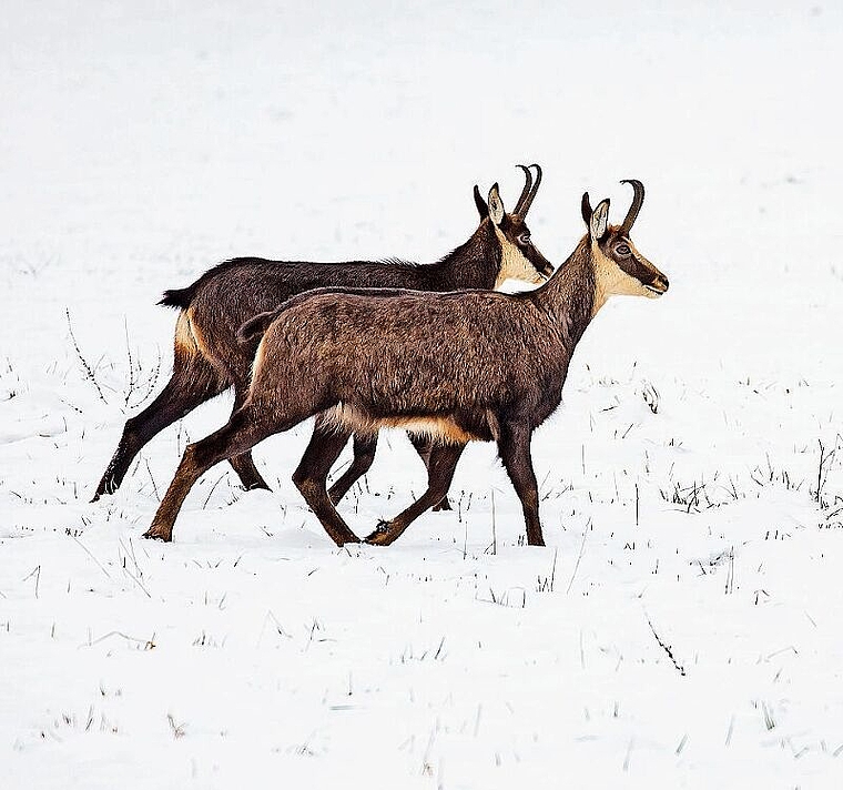 Paarlauf: Die Tiere bewegen sich oft parallel und gemächlich beim Standortwechsel. Foto: Martin Staub
