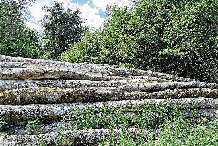 Strafbare Verfehlungen im Zusammenhang mit dem Verkauf von Holz: Die FBG Laufental-Thierstein West trennt sich per sofort von ihrem Betriebsleiter. Foto: Bea Asper