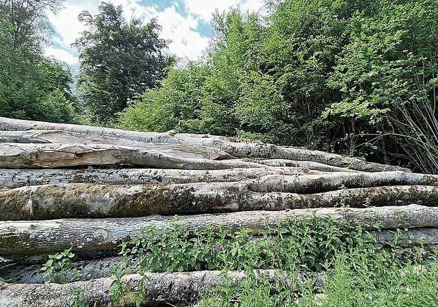Strafbare Verfehlungen im Zusammenhang mit dem Verkauf von Holz: Die FBG Laufental-Thierstein West trennt sich per sofort von ihrem Betriebsleiter. Foto: Bea Asper