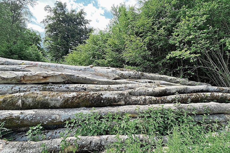 Strafbare Verfehlungen im Zusammenhang mit dem Verkauf von Holz: Die FBG Laufental-Thierstein West trennt sich per sofort von ihrem Betriebsleiter. Foto: Bea Asper