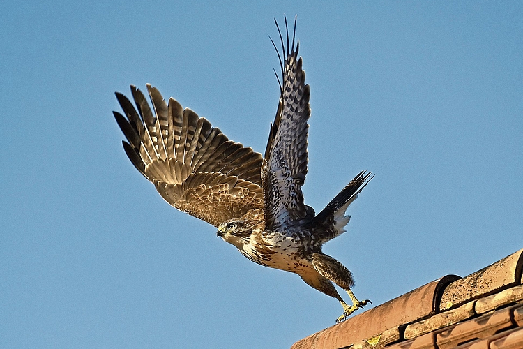 Beim Abflug: Erst am Sonntag hat Hansueli Vonlanthen dieses Bild eines Mäusebussards auf dem Dach eines Bauernhauses in Aesch eingesendet. Foto: Hansueli Vonlanthen Beim Abflug: Erst am Sonntag hat Hansueli Vonlanthen dieses Bild eines Mäusebussards auf dem Dach eines Bauernhauses in Aesch eingesendet. Foto: Hansueli Vonlanthen