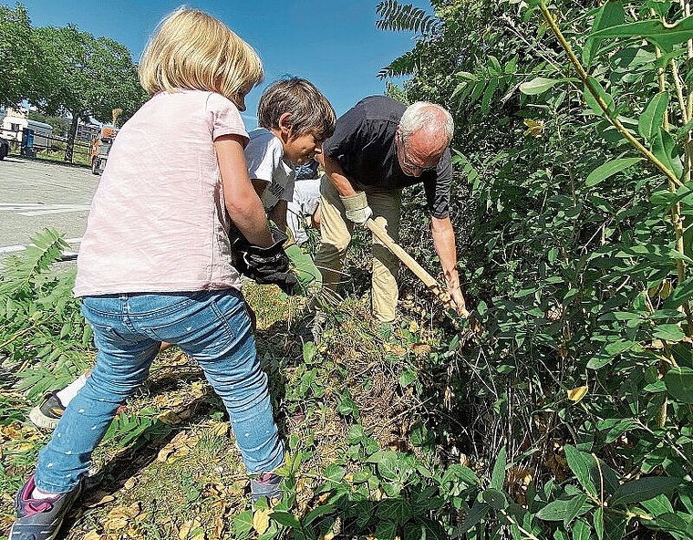 Anpacken ist angesagt: Die Neophyten auszureissen machte den Kindern grossen Spass.Foto: Bea Asper