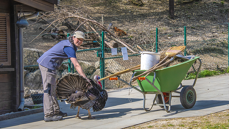 Spaziergang beendet: Tierpflegerin Corinne Riner bringt Truthahn Fritz in sein Gehege zurück. Foto: Heiner Leuthardt