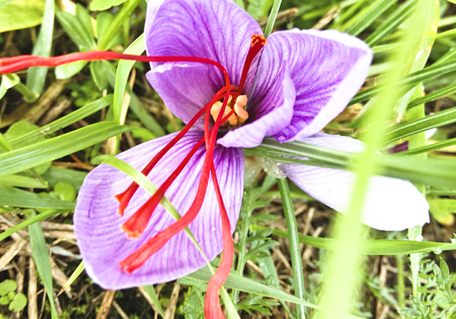 Dornacher Safran: Eine Blüte des letzten Jahres zeigt die charakterischen Stempelfäden.  Foto: ZVG