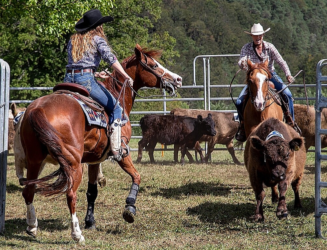 <em>Rindertreiben:</em> Da fühlt man sich doch live dabei auf einer Farm in Texas. Fotos: Martin Staub

