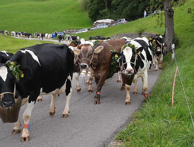 <em>Brauchtum vor Verkehr: </em>Viele Autos mussten dem langen Zug der Kühe irgendwie weichen<em> Foto: roland bürkIi</em>