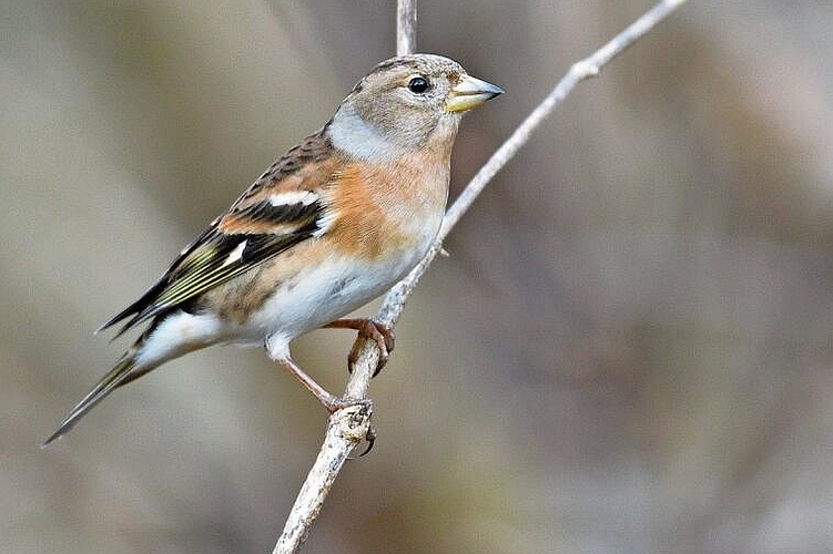 Wintergast aus dem hohen Norden: Zurzeit sind besonders viele Bergfinken in unserer Umgebung und um den Eichberg zu beobachten. Foto: Otto Pfister