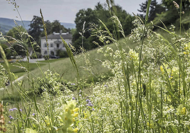 Ort des Geschehens: Auch auf der Wiese bei der Villa Merian gibt es viele Arten zu entdecken.  Foto: ZVG