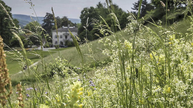 Ort des Geschehens: Auch auf der Wiese bei der Villa Merian gibt es viele Arten zu entdecken. Foto: ZVG