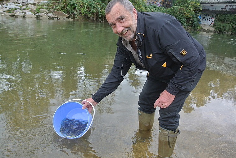 Raus aus dem Kofferraum, rein in den Fluss: Hermann Koffel entlässt bei der alten ARA in Reinach Dutzende Jungfische. Foto: Bea Asper