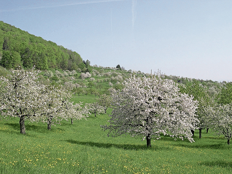 Lebensraum, Nistplatz und Schattenspender: Hochstammbäume sollen in Dornach vermehrt auch im Siedlungsgebiet wachsen. Foto: Walter Brunner (Symbolbild)