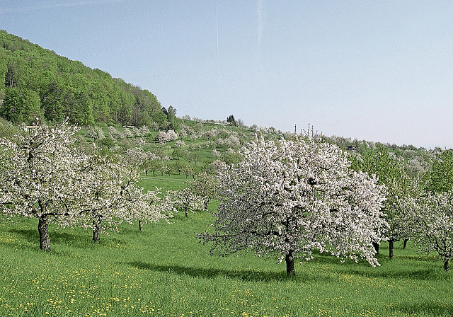 Lebensraum, Nistplatz und Schattenspender: Hochstammbäume sollen in Dornach vermehrt auch im Siedlungsgebiet wachsen. Foto: Walter Brunner (Symbolbild)