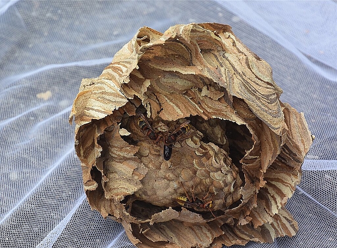 Das Hornissennest: Das ganze Nest mit Königin fährt mit. 
