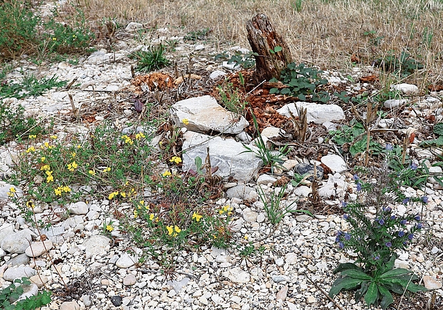 Viele Kieselsteine, wenig Grün: Was auf den ersten Blick unscheinbar wirkt, ist für spezifische Pflanzen ein geeigneter Untergrund und Pionierfläche. Fotos: Florin Bürgler