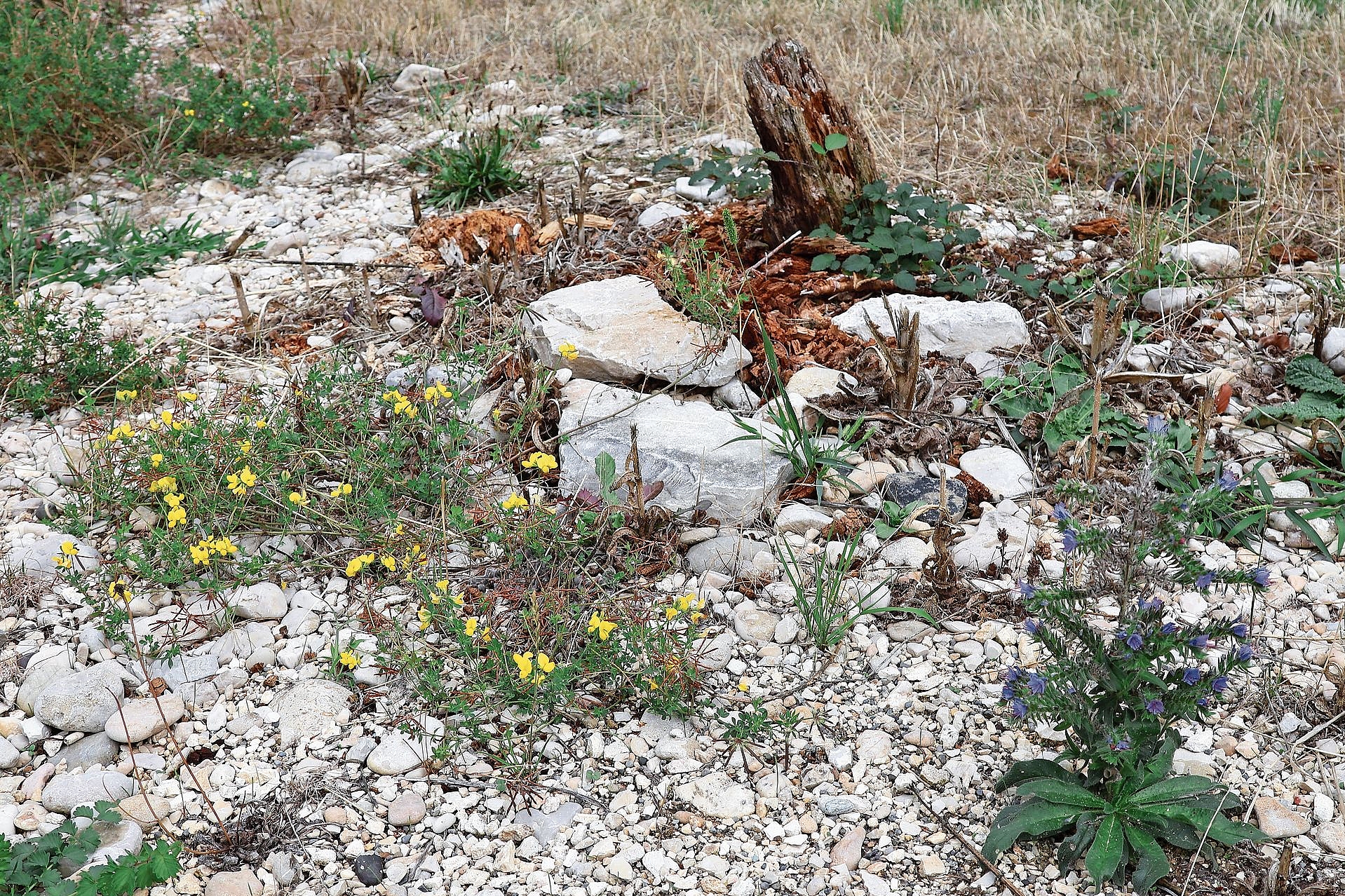 Viele Kieselsteine, wenig Grün: Was auf den ersten Blick unscheinbar wirkt, ist für spezifische Pflanzen ein geeigneter Untergrund und Pionierfläche. Fotos: Florin Bürgler