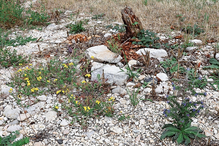 Viele Kieselsteine, wenig Grün: Was auf den ersten Blick unscheinbar wirkt, ist für spezifische Pflanzen ein geeigneter Untergrund und Pionierfläche. Fotos: Florin Bürgler